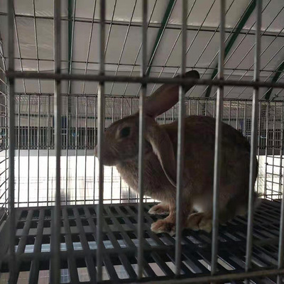 比利时野兔 高质量比利时兔 兔苗种兔 双江 高品质