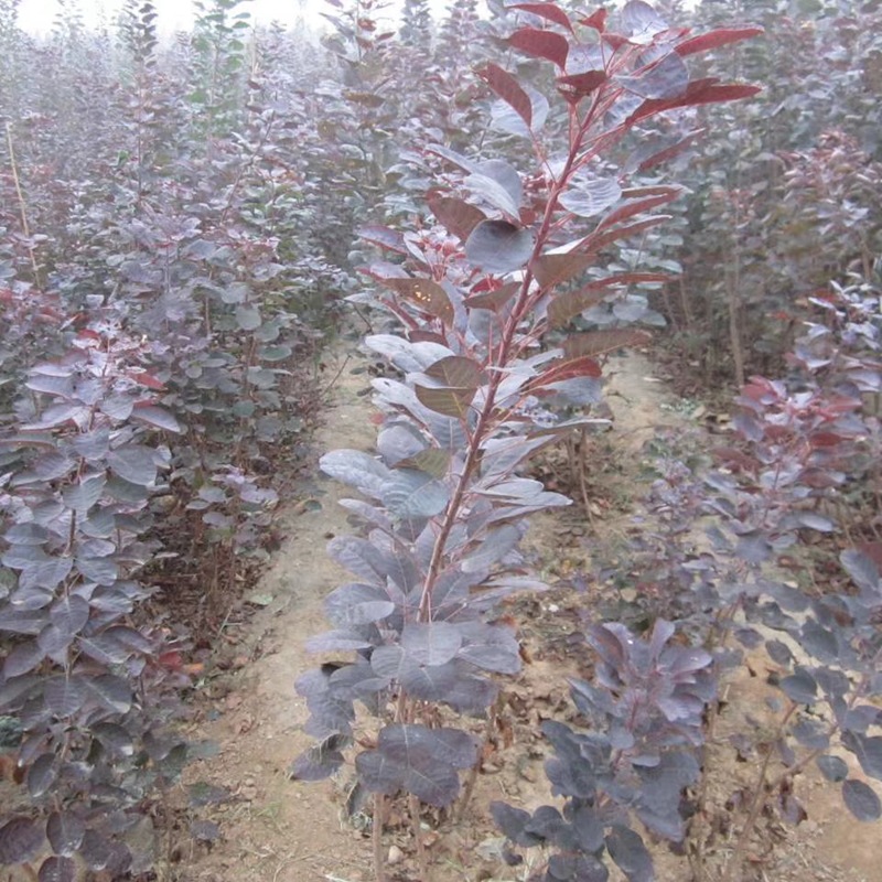 山东黄栌苗木基地出售1-5公分黄栌树价格 长期供应黄栌 红栌