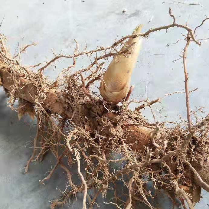 楠竹根种 楠竹之乡竹根批发直径2-3公分4-11节芽