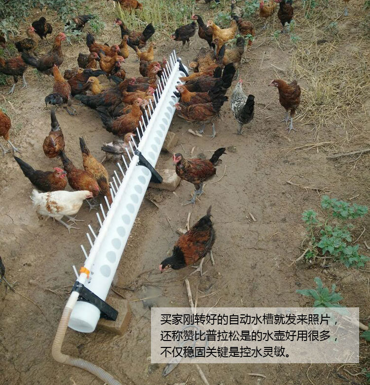 新款鸡用自动饮水器 自动饮水槽 鸡鸭鹅喝水槽 自动化喝水槽