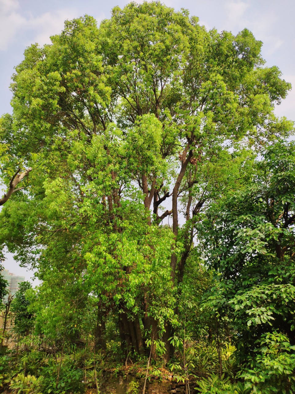 903供应多杆香樟树1220cm8杆假植苗全冠丛生樟