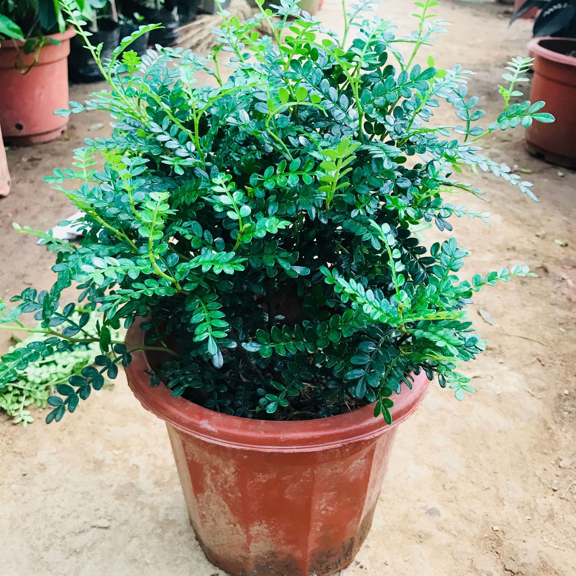 室内四季常青驱蚊盆栽盆景清香木 耐寒花卉好养绿植清香木量优惠