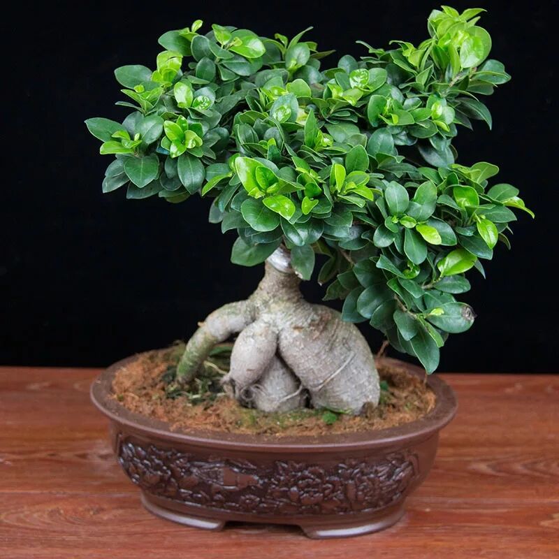 榕树 绿植盆栽 大榕树大头榕室内盆 人参容榕树盆景树桩小叶榕