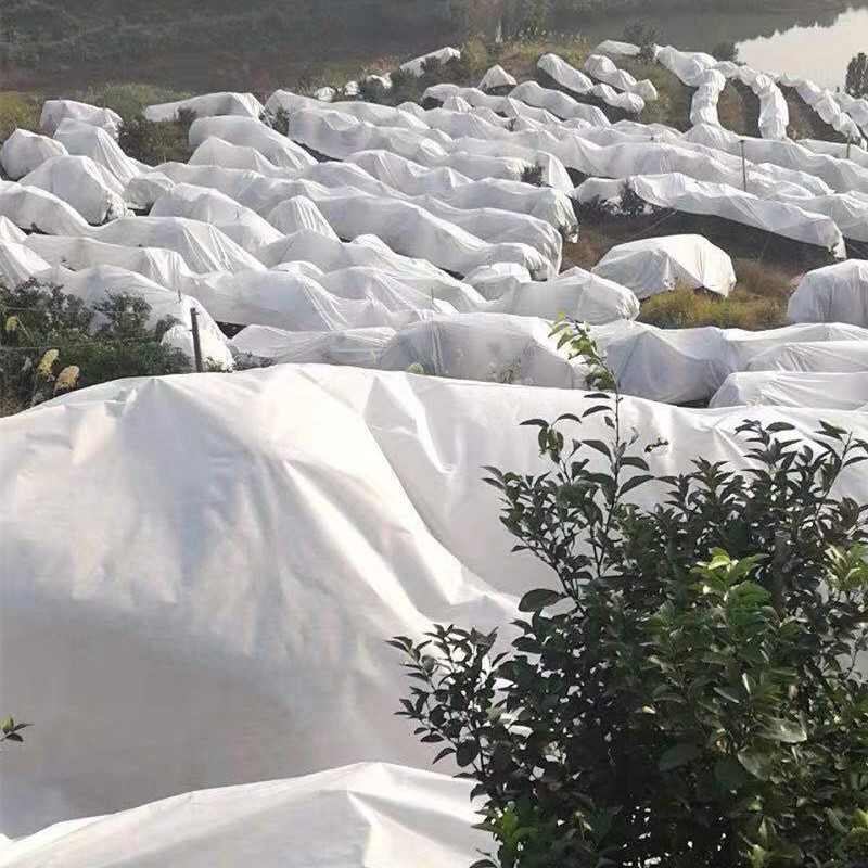 工厂直销玛格瑞德砂糖橘防寒布不烧果透气防水果树无纺布防寒布
