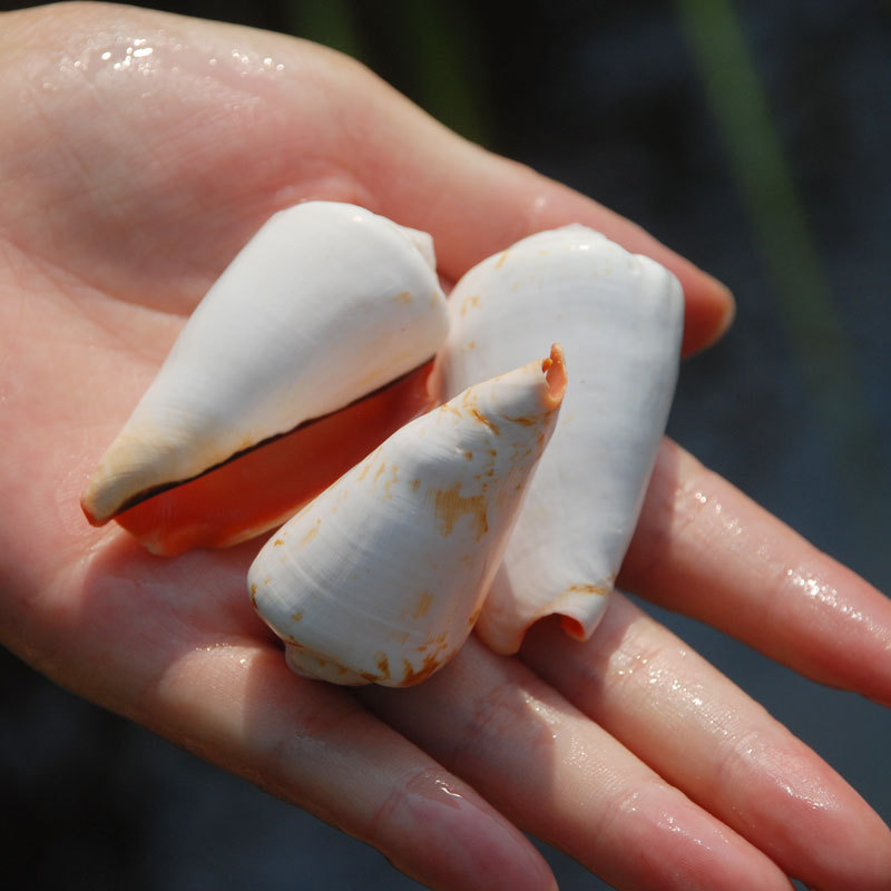 红嘴螺 红口螺天然海螺壳贝壳鱼缸装饰品造景摆件凤凰螺 标本收藏