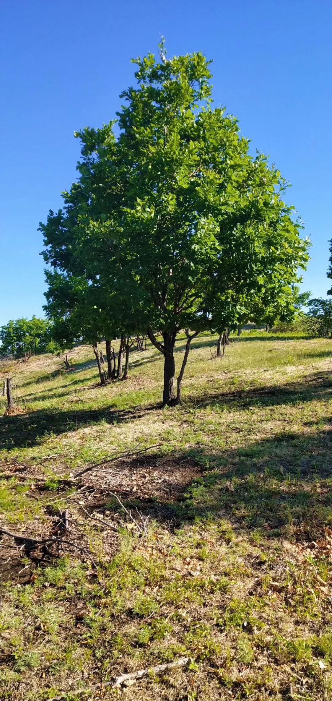 供应8--15公分蒙古栎从生蒙古栎丛生 辽东栎