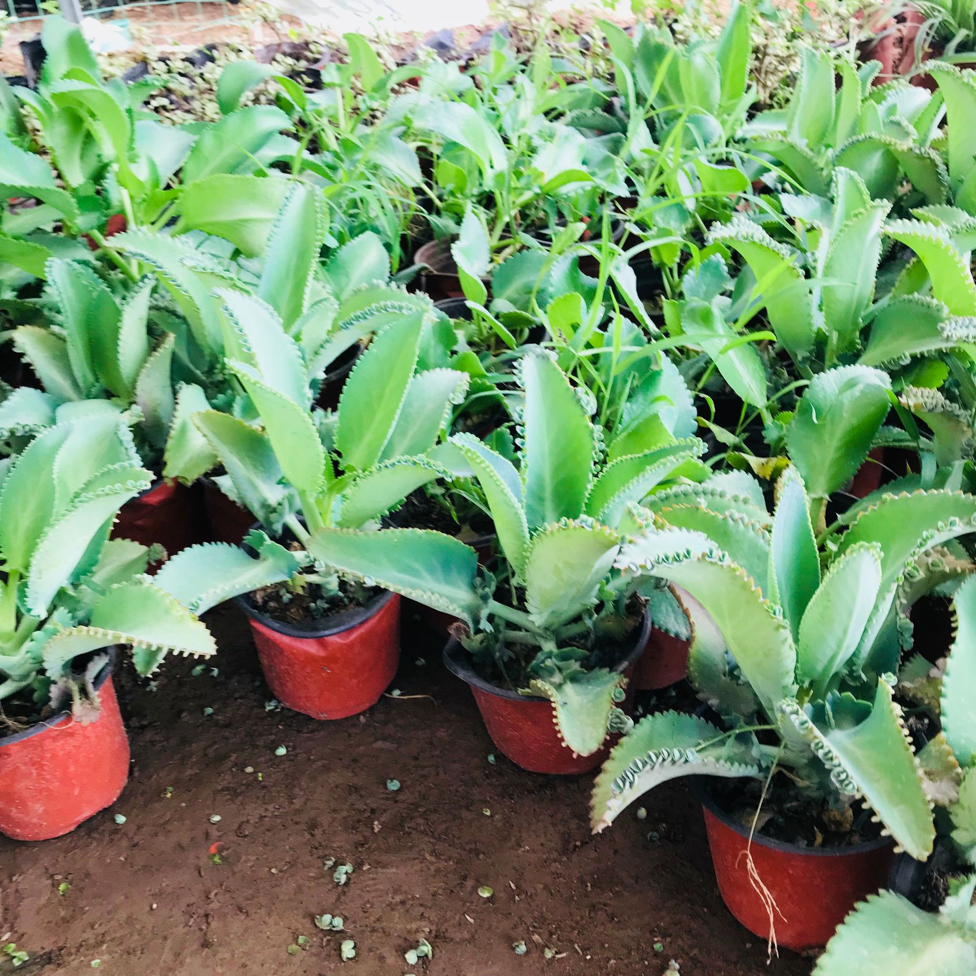 批发宽叶多肉植物不死鸟 室内趣味盆栽新手好养肉肉吸甲醛不死鸟