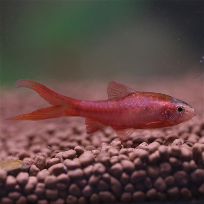 长尾樱桃灯 长尾红玫瑰灯鱼活体 小型灯科鱼热带观赏鱼 渔场批发
