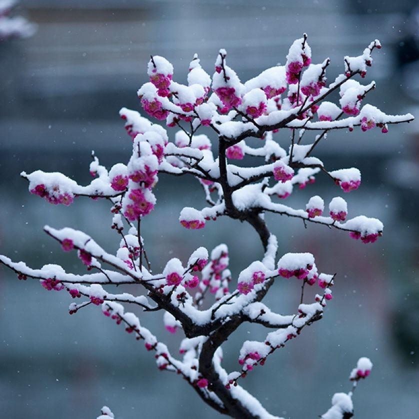 红梅盆景浓香型梅花盆栽 老桩庭院盆栽年宵花卉冬季盆景植物