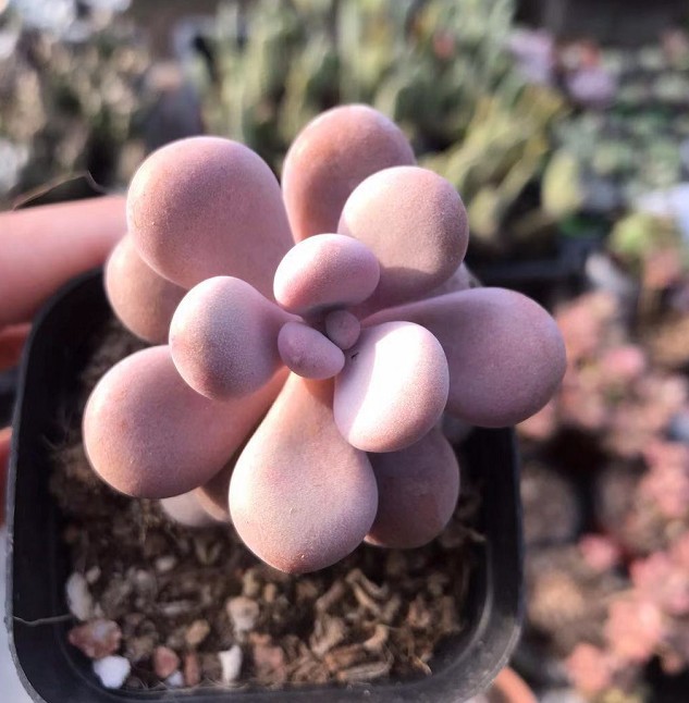 桃之卵 多肉植物 基地批发粉桃蛋 粉色肉肉萌实物拍摄择优发货