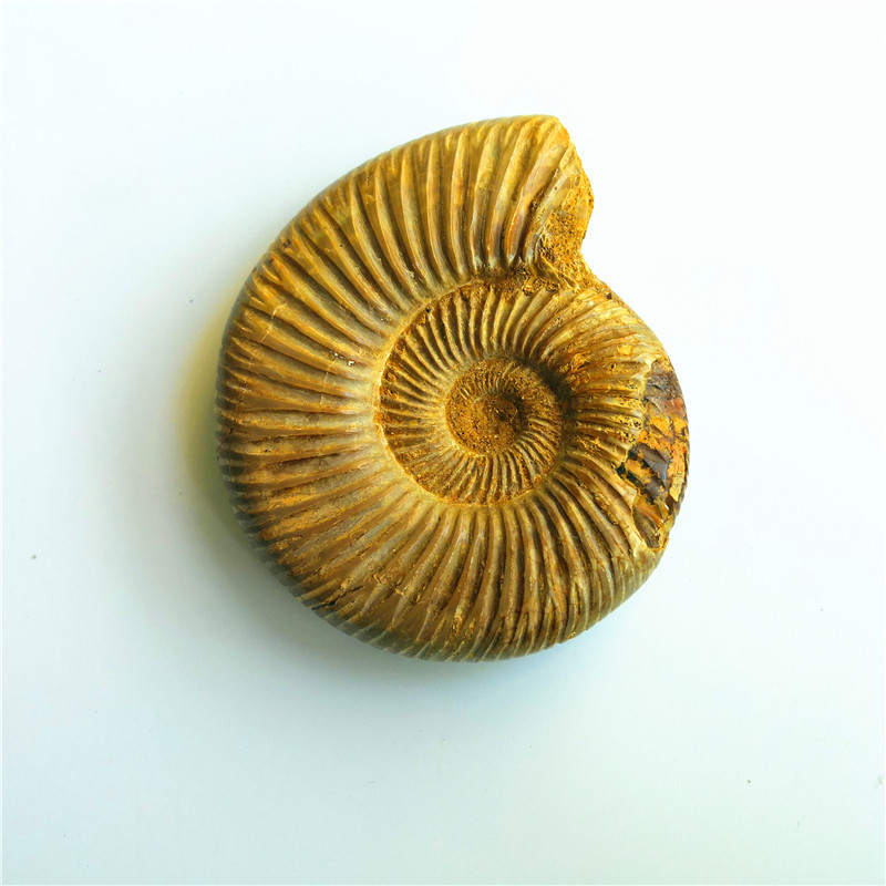 天然马达加斯加大号巴甫洛夫菊石标本 古生物化石原石摆件 黄海螺