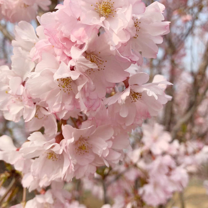 八重红彼岸樱花求购 1-2米高分枝八重红彼岸樱花树价格行情报价