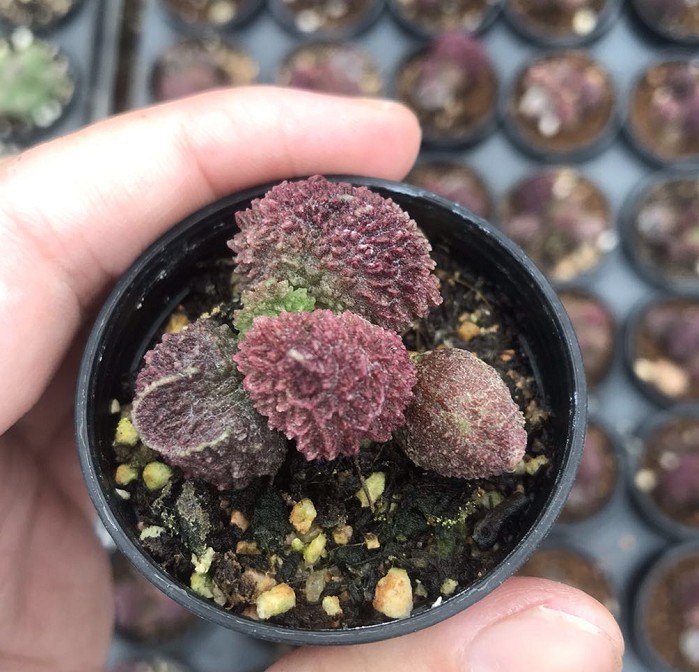 朱紫玉水泡 朱子玉多肉大疣朱子玉水泡 正版 约4cm实拍 品相如图