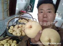 陕西高原砀山酥梨18枚礼盒包装10斤左右自家果园包邮