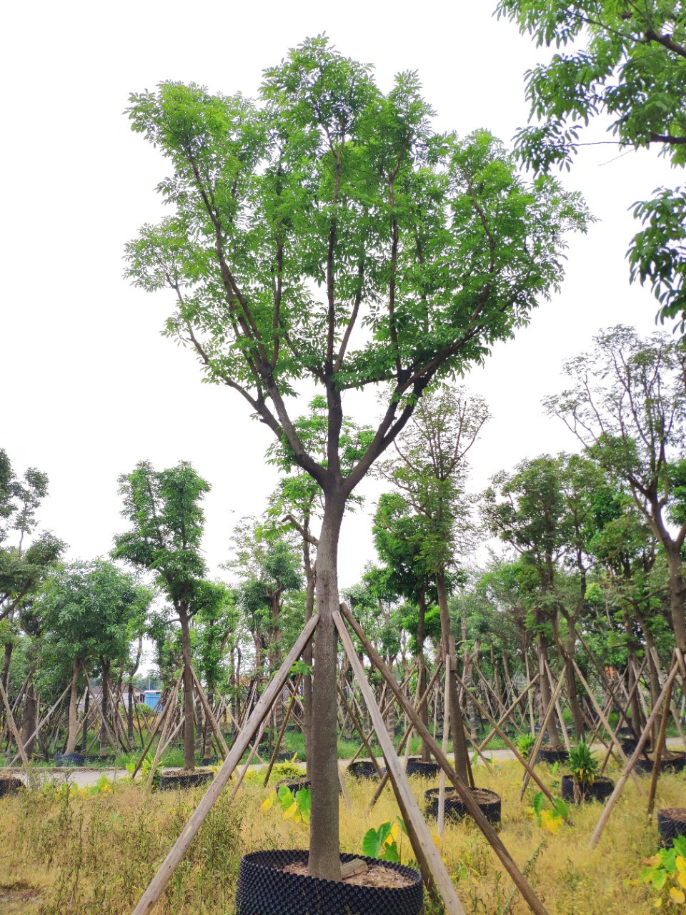 905基地供应海南红豆1520cm假植苗骨架全冠树