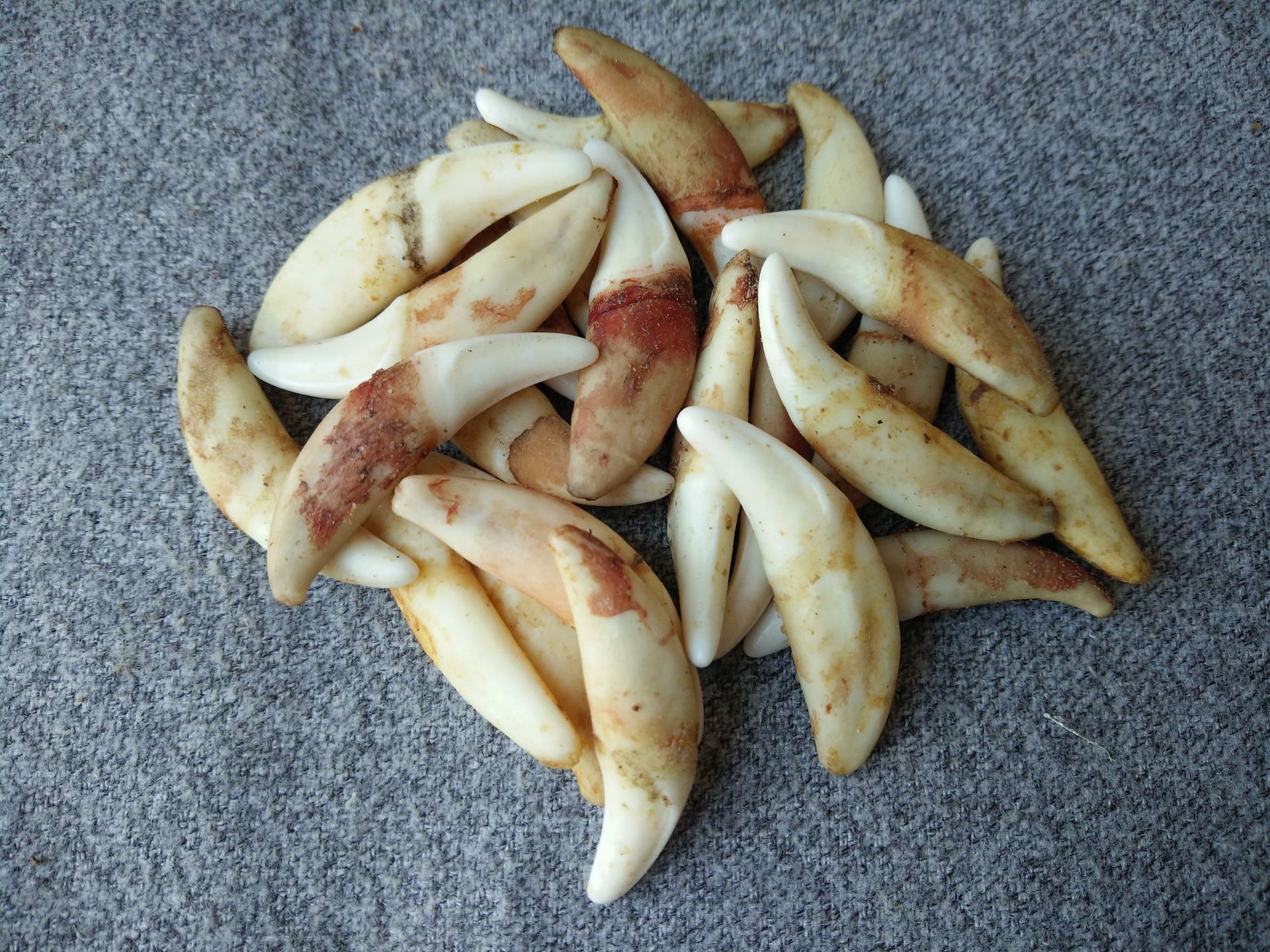 真狗牙饰品吊坠原色黑狗牙漂白黑狗牙批发藏獒牙狼牙项链地摊货源