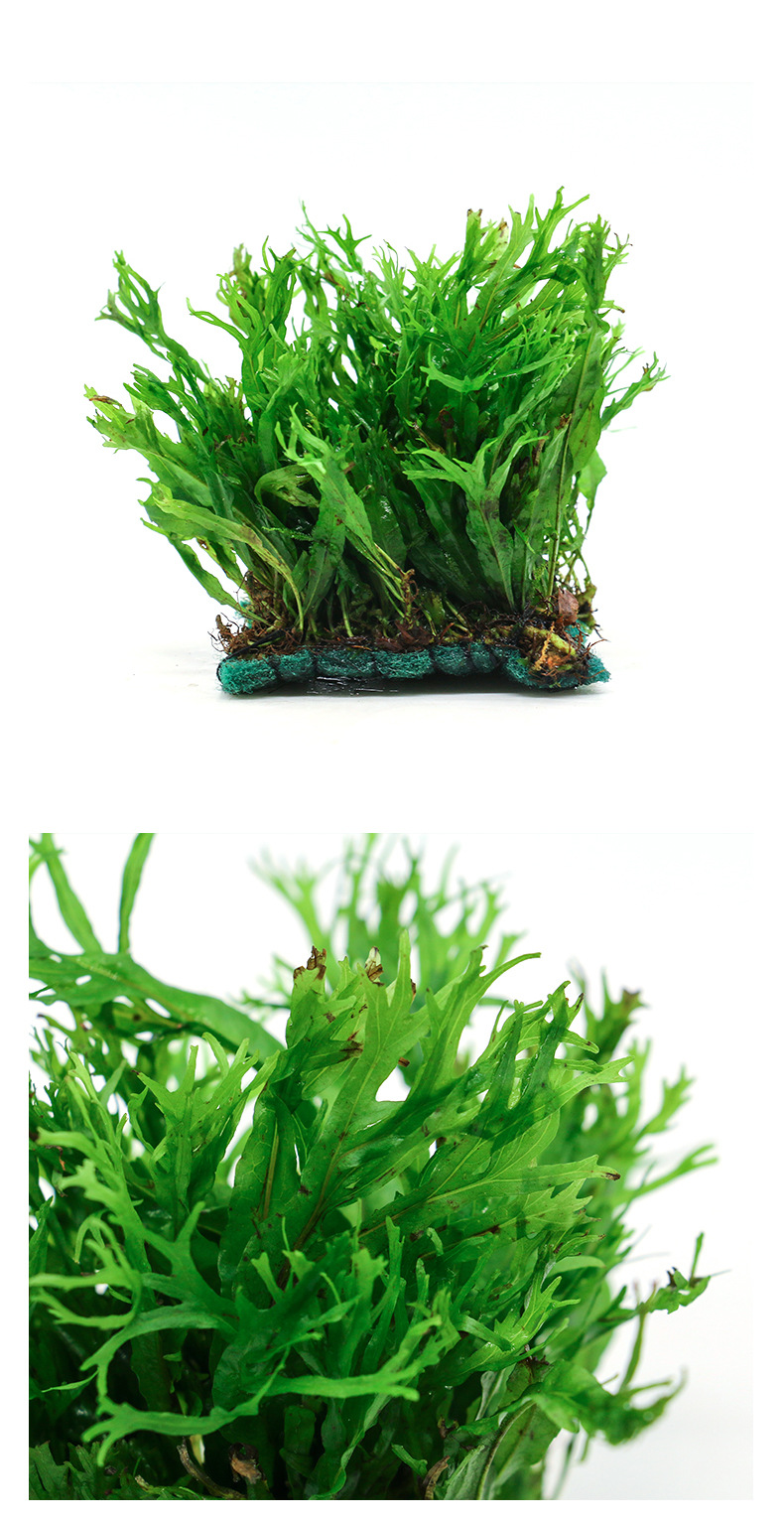 草场批发鱼缸观赏鹿角铁皇冠 水族箱造景活体草中后景水草皇冠类