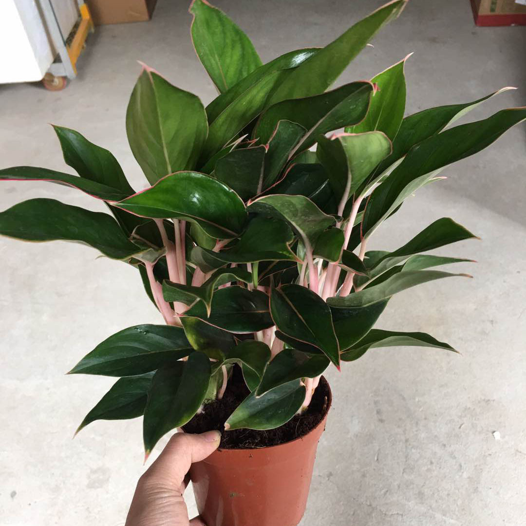 基地直供 120#蓝宝石万年青 观叶植物净化空气盆栽工程绿化小盆栽