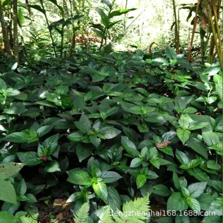 供应糯米香草纯叶 干品糯香叶批发 糯米香草茶批发