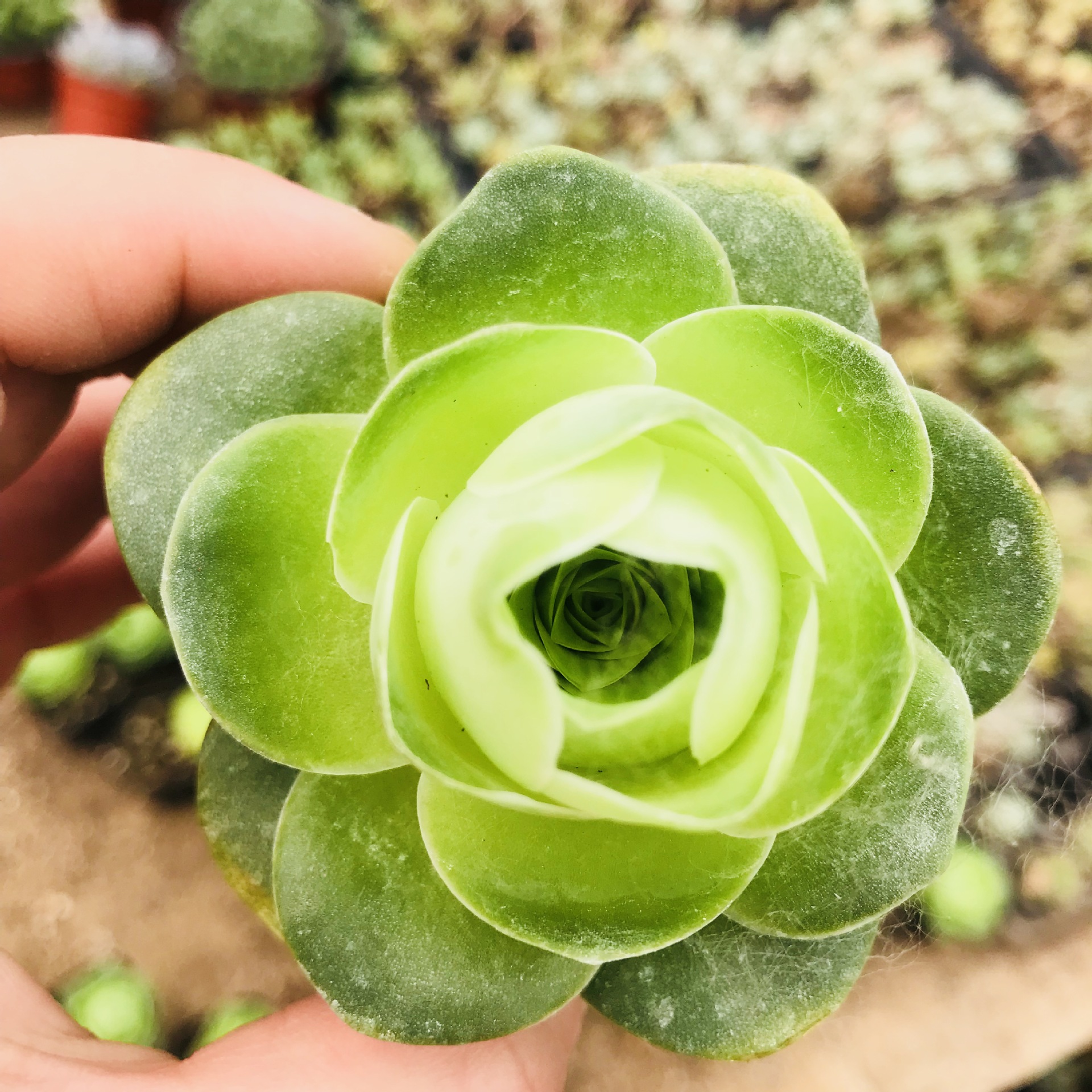 多肉植物基地批发鸡蛋玫瑰山地玫瑰礼品伴手礼多肉办公小盆栽