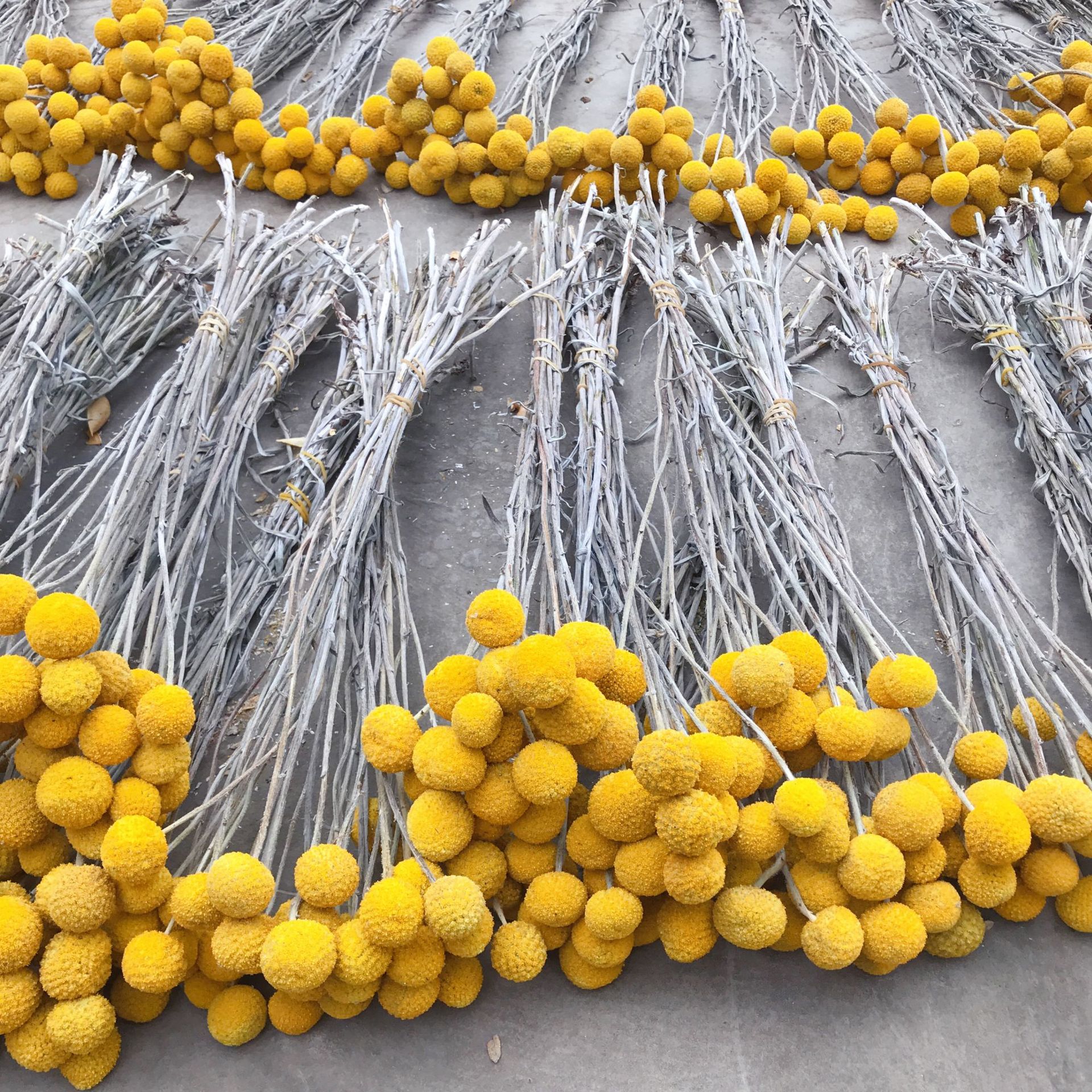 黄金球干花云南基地风干真花批发家居装饰干花花束金槌花配材摆件
