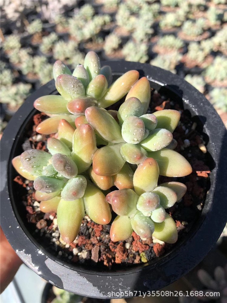 635云南大棚批发多肉品种 正版苹果奶小群盆12cm多肉植物-阿里巴巴
