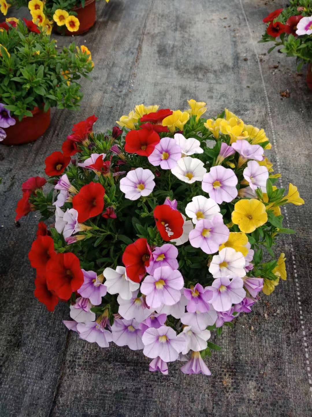 百万小玲盆栽花卉矮牵牛舞春花室内阳台庭院垂吊易养花卉绿植批发