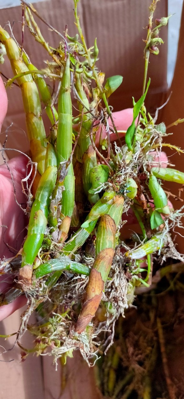 野生珍虫石斛鲜条 鲜品 带根整株发货 胶质浓郁 大自然的馈赠?