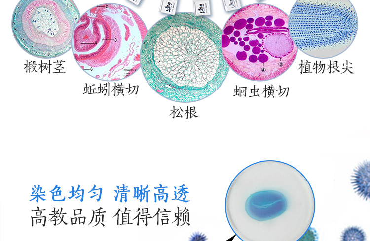 4 细菌三型涂片 three type of bacteria smear 5 大肠杆菌涂片