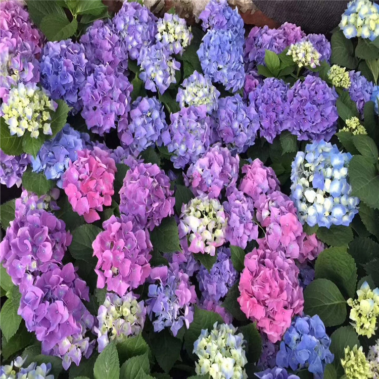 【杭州苗木直销采配】木绣球绣球花八仙花无尽夏等工程苗小杯大杯