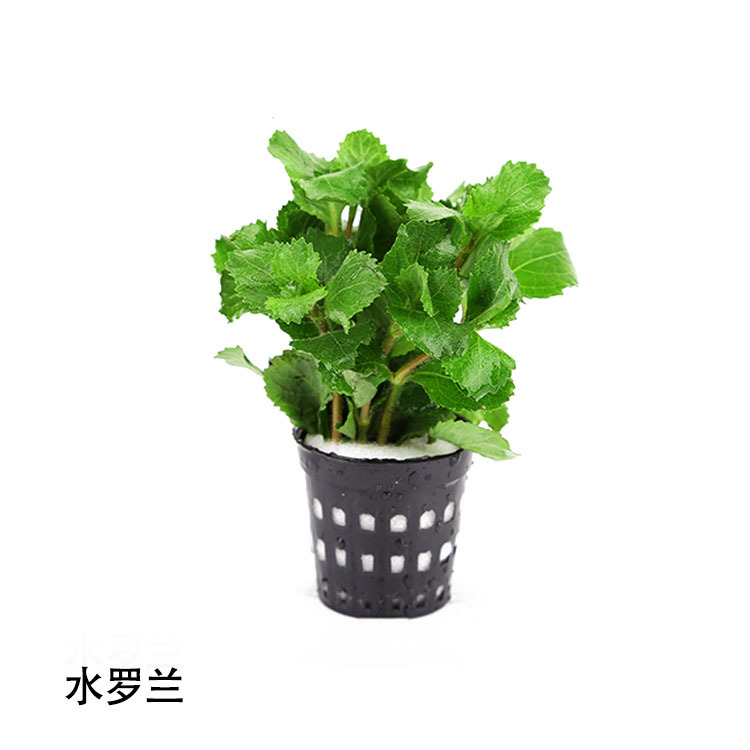 水罗兰活体水草水下叶鱼缸观赏造景真水草批发光合水草