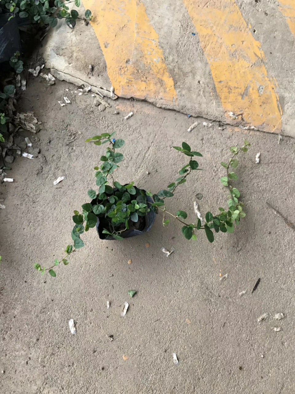 907基地供应 薜荔 20-60cm藤长 杯苗 营养钵 盆栽