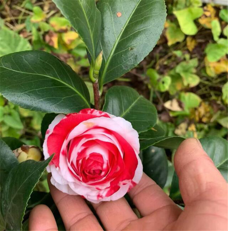 盆栽巨型复色山茶花 吉普赛女郎茶花 原生扦插杯苗稀有品种