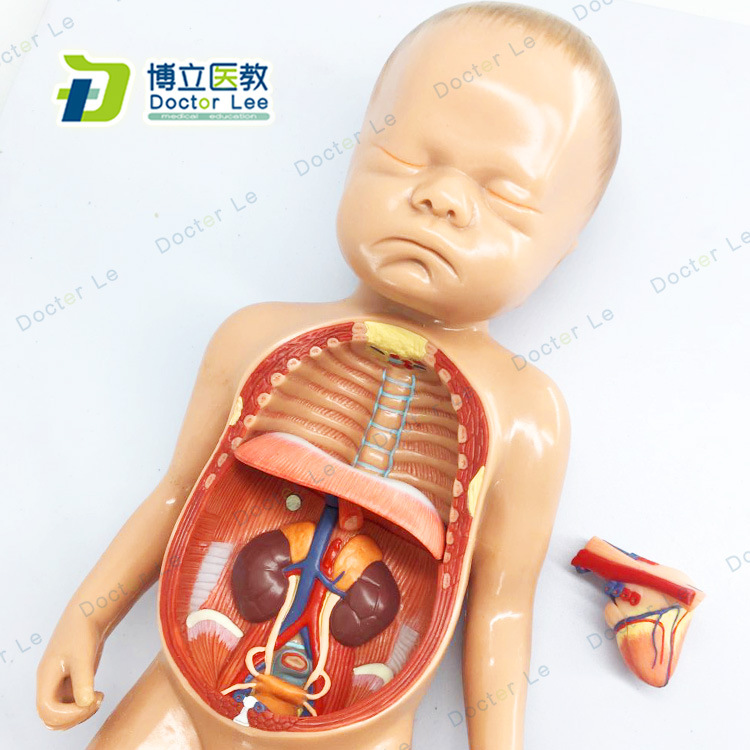 婴儿肚子内脏图图片