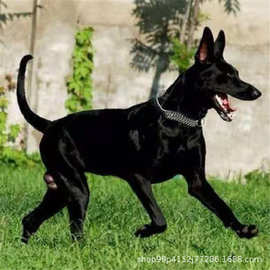黑色大型 犬