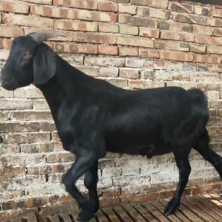 嘉旺养殖场 长期供应改良波尔山羊 山东黑山羊 努比亚