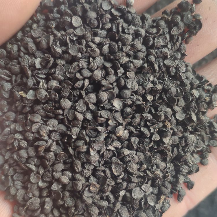 批发葱籽 中药材葱子 葱籽 新货 浄货 农副产品