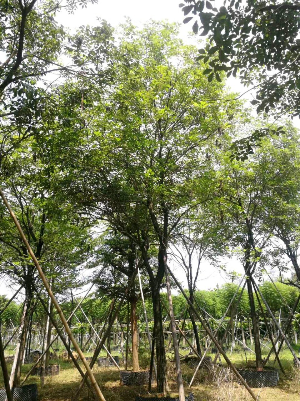 904基地直销黄花风铃木1820cm全冠假植苗少花