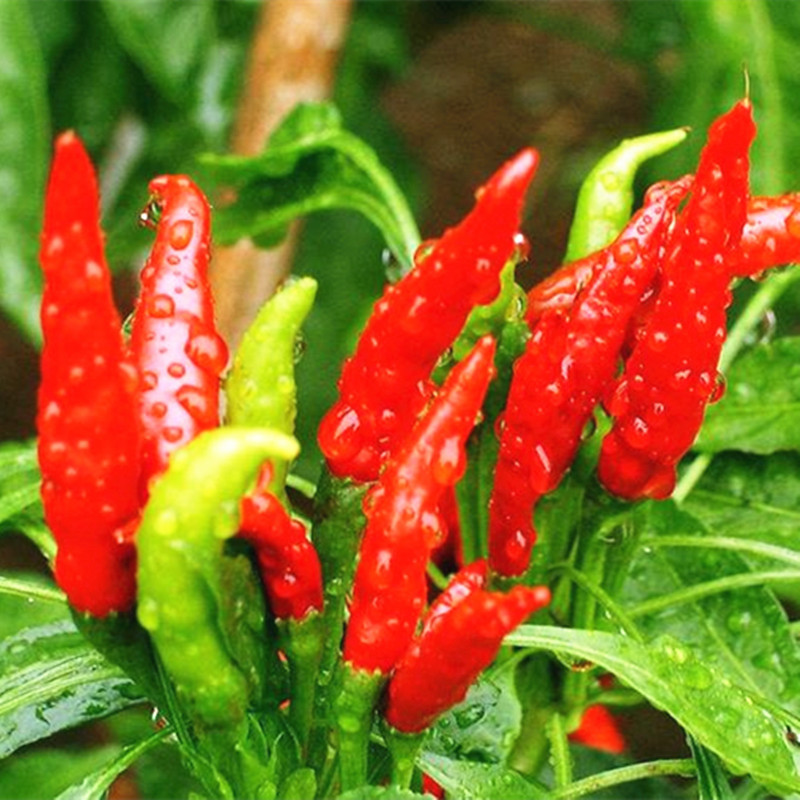 七寸红辣椒种子日本新一代朝天椒8819线椒香辣大金条韩国首尔干椒