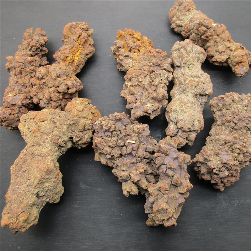 天然史前恐龙粪便化石标本原石矿摆件稀矿石教学收藏褐铁矿化