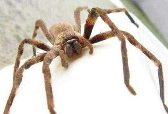 世界上最大的10种巨型蜘蛛