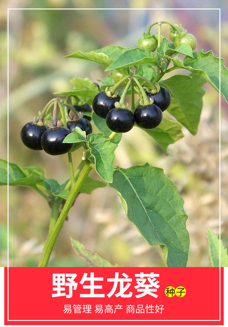 农家龙葵种子小燕悠黑悠悠种子春夏秋四季蔬菜水果种阳台蔬菜种孑