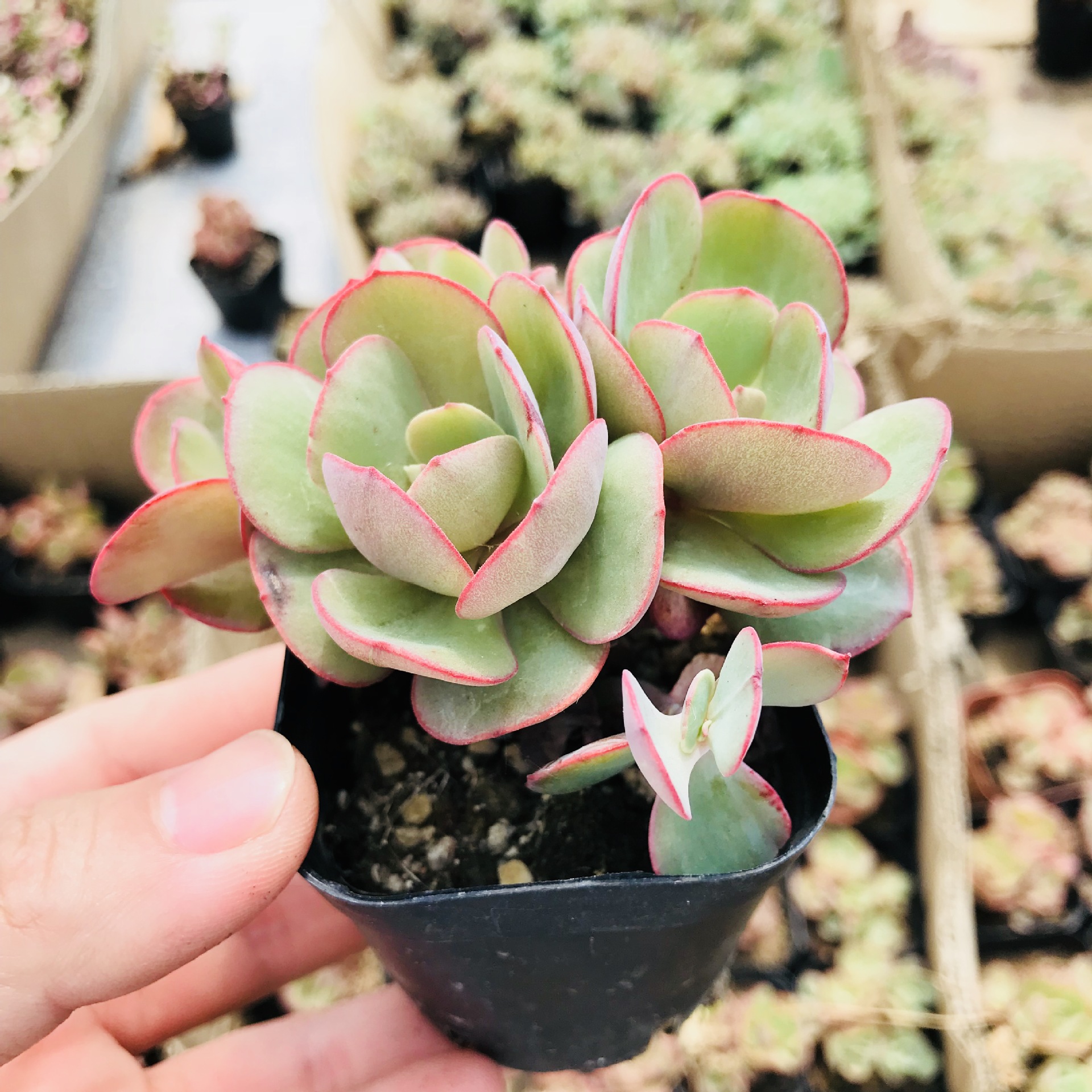 多肉植物秀妍 迷你萌肉组合用室内盆栽花卉 超萌新手易养易种秀妍