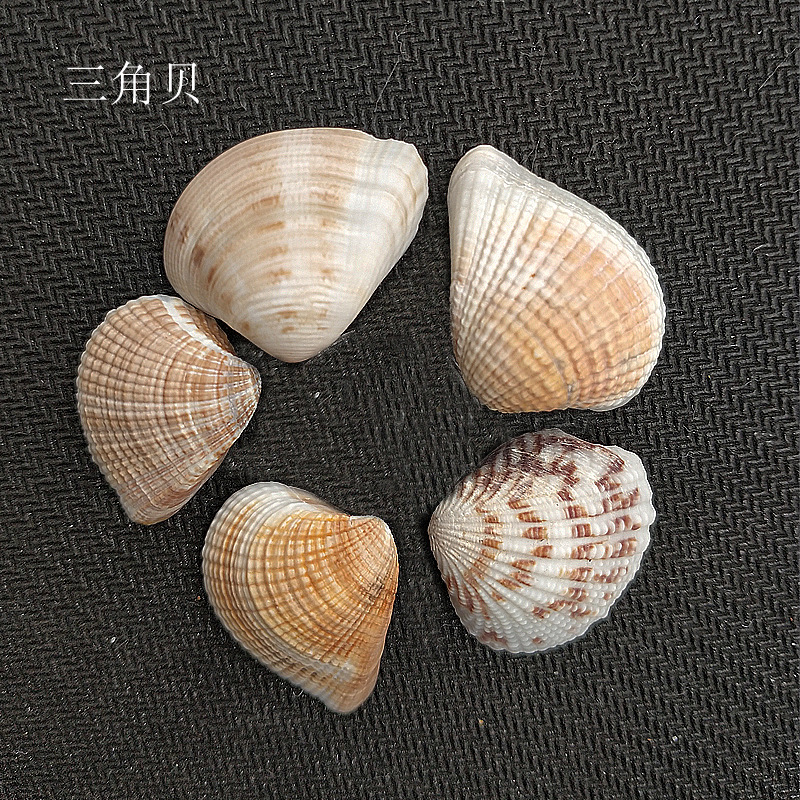 鱼缸水族箱造景摆件 天然三角贝 海螺贝壳 工艺品原料批发