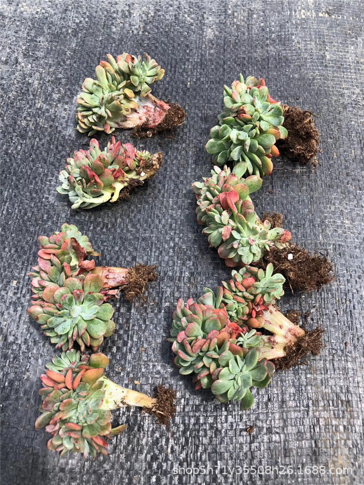 635多肉盆栽品种基地批发 冰灿缀化冠幅5cm左右多肉植物