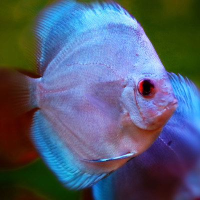 8-10cm七彩神仙鱼活体大型招财天子蓝热带观赏鱼鸽子阿莲卡批发