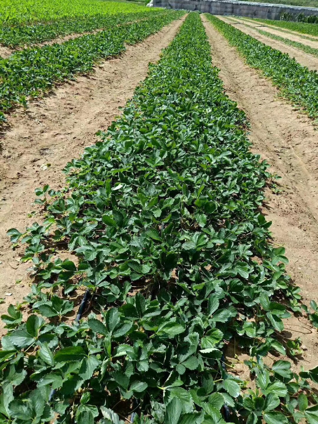 红颜章姬草莓苗 甜查理草莓苗 基地直销 法兰地草莓苗批发