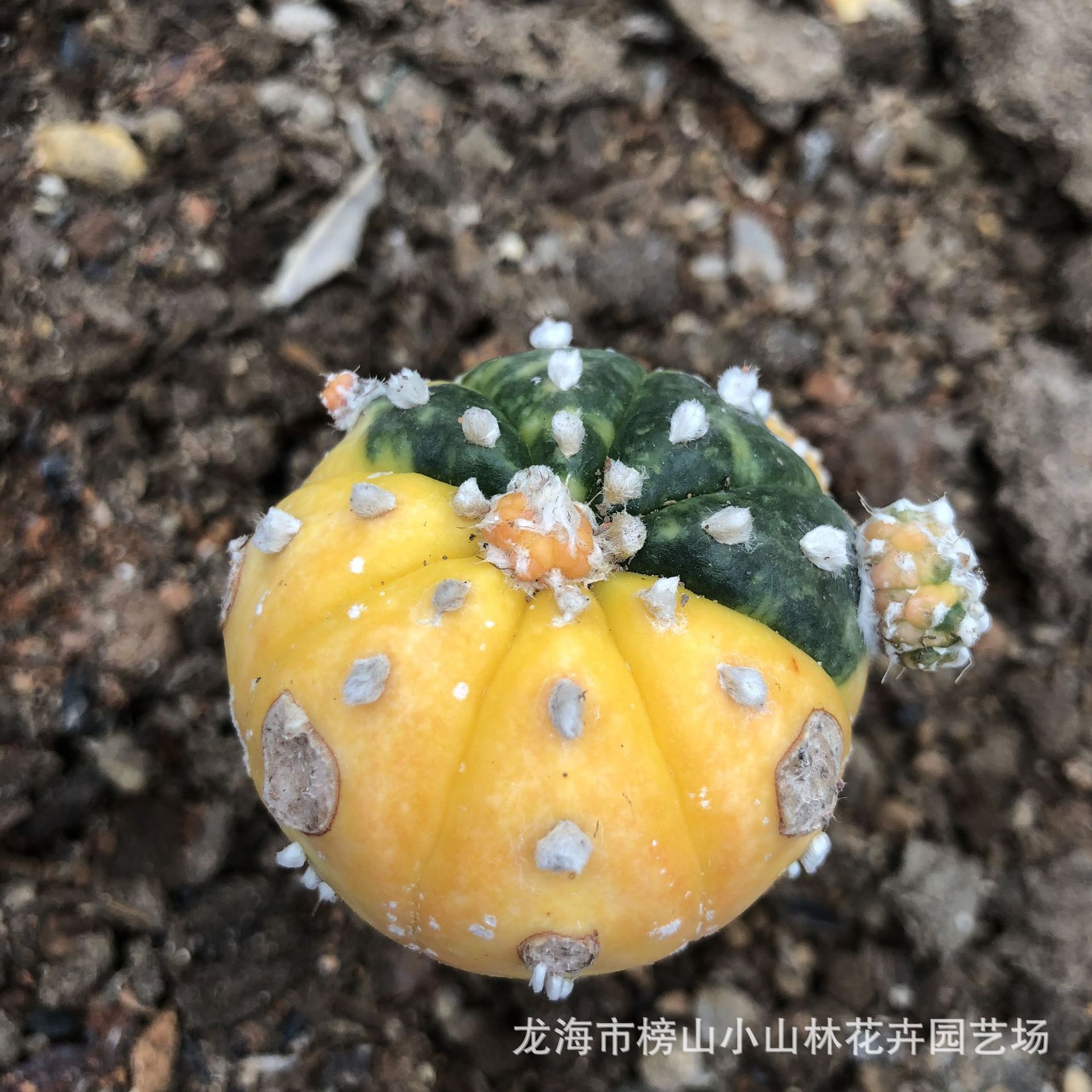 嫁接仙人球兜锦 变异品种多肉植物仙人掌批发 绿植花卉苗木批发