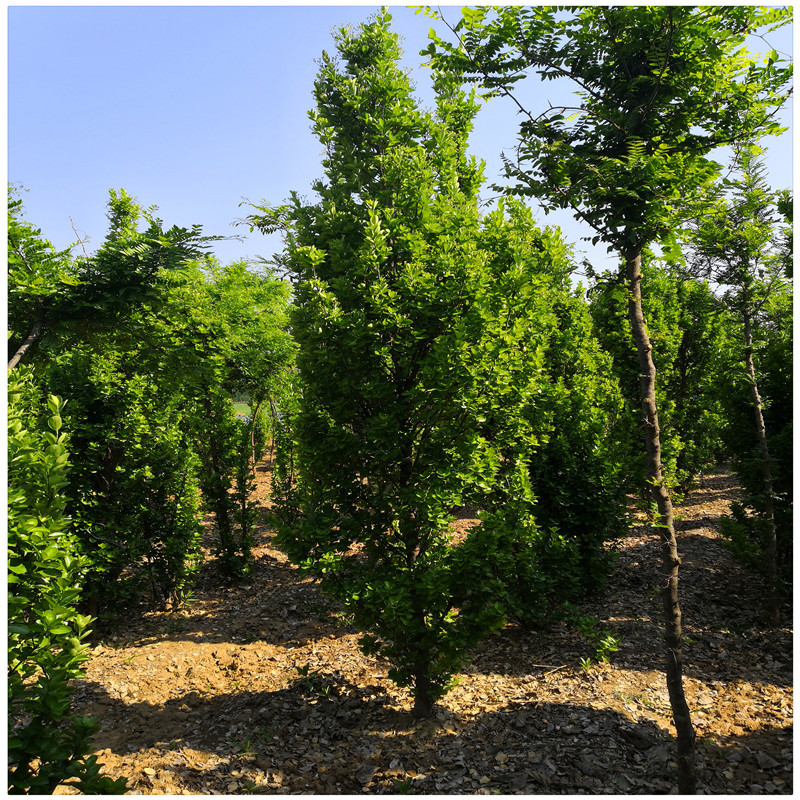 北海道黄杨柱 冠幅40公分 高度2米 植株健壮 不脱脚 北海道树