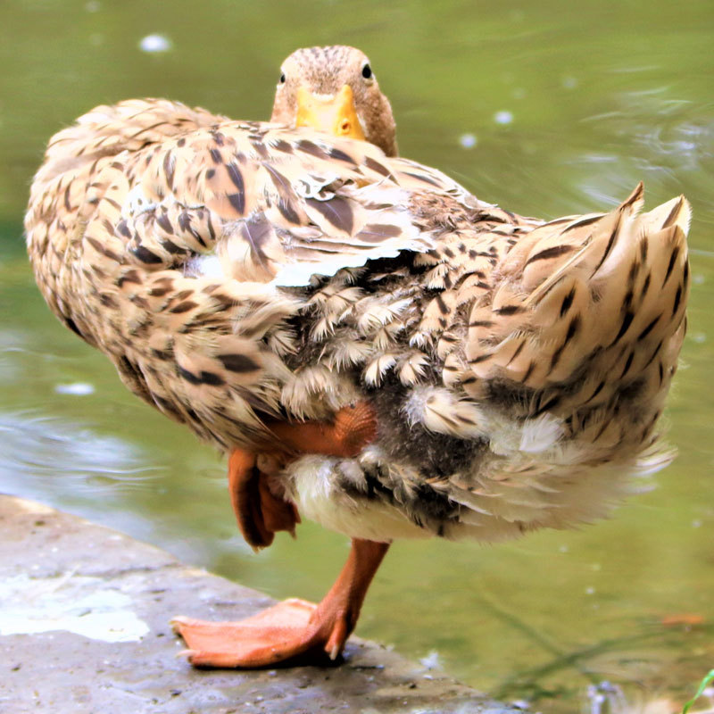 2只顺丰包邮农村散养土鸭整只麻鸭草鸭新鲜鸭肉现杀现发